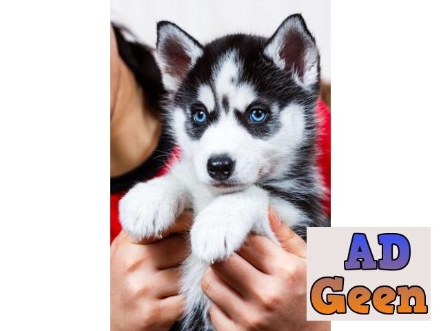 used Siberian Husky Healthy Puppies available Blue Eyes 9793862529 for sale 